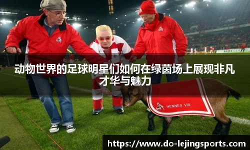 动物世界的足球明星们如何在绿茵场上展现非凡才华与魅力